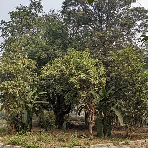 Hoolock gibbon enclosure