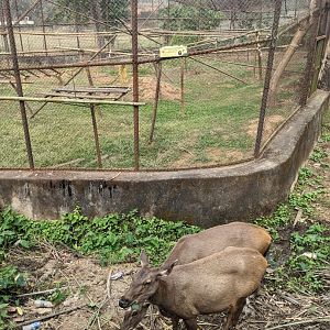 Sambar around spider monkey enclosure