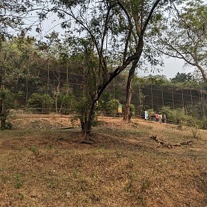 Vultures and chevrotain aviary