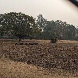 Rhino and axis deer pen