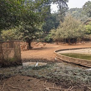Sangai (or Manipur eld's deer) exhibit