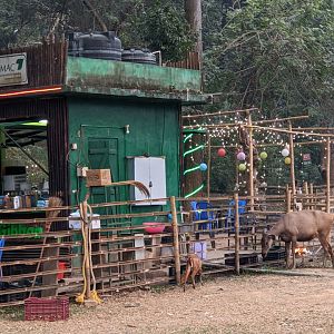 Indian cafe with free ranging muntjack and sambar deer