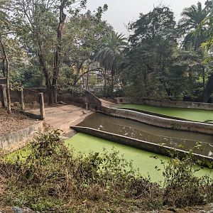 Common hippo complex