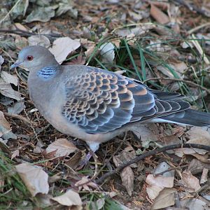 Oriental Turtle Dove (Streptopelia orientalis)