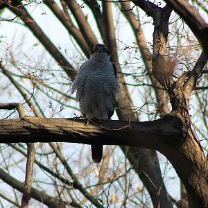 Northern Goshawk (Accipiter gentilis)