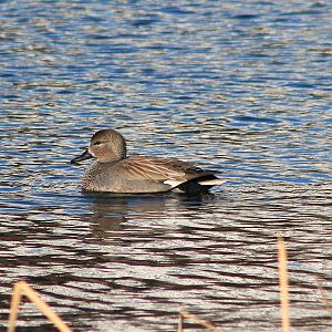 Gadwall (Anas strepera)
