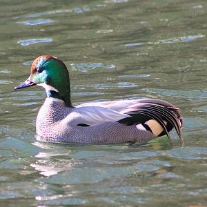 Falcated Duck (Anas falcata)