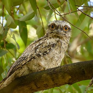 Tawny Frogmouth chick