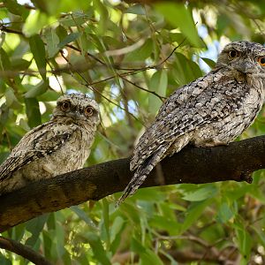 Tawny Frogmouth with chick