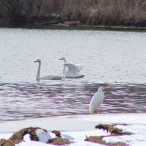 Whooper Swans and Great Egret