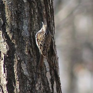 Eurasian Treecreeper (Certhia familiaris)
