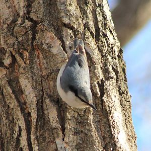 Eurasian Nuthatch (Sitta europaea)