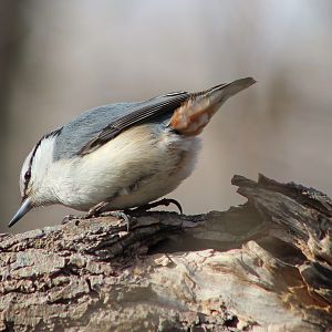 Eurasian Nuthatch (Sitta europaea)
