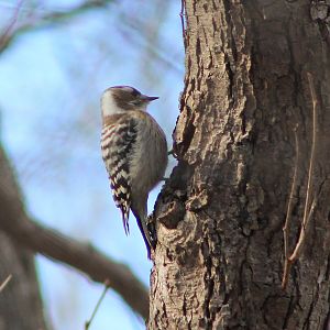 Japanese Pigmy Woodpecker (Yungipicus kizuki)