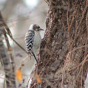 Japanese Pigmy Woodpecker (Yungipicus kizuki)