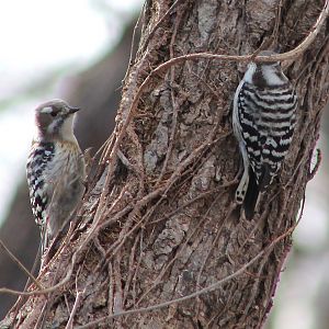 Japanese Pigmy Woodpeckers (Yungipicus kizuki)