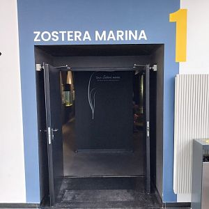 Exposition 1. Zostera marina