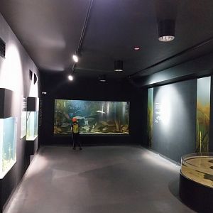 Exposition 1. Zostera marina