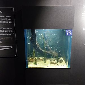 Exposition 1. Zostera marina