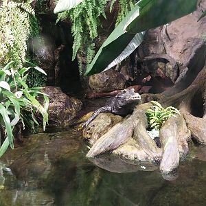 Exposition 4. At the Border of Water and Land - Congo - Dwarf Crocodile (Osteolaemus tetraspis)