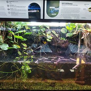 Exposition 4. At the Border of Water and Land - Four-eyed Fish (Anableps anableps)