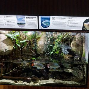 Exposition 4. At the Border of Water and Land - Lake Tanganyika - Tangqnyikan Mouthbrooding Cichlid (Oreochromis tanganicae)
