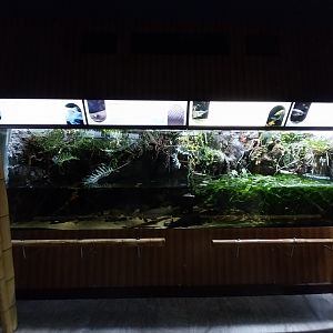 Exposition 4. At the Border of Water and Land - Alligator Gar (Atroctosteus spatula)