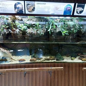 Exposition 4. At the Border of Water and Land - Common Snapping Turtle (Chelydra serpentina)