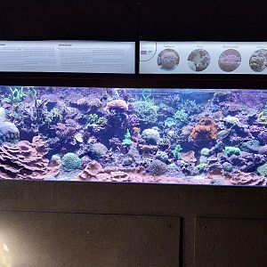 Exposition 6. Coral Reefs