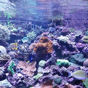 Exposition 6. Coral Reefs