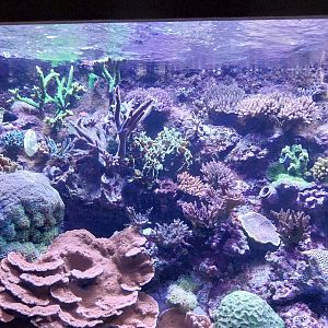 Exposition 6. Coral Reefs