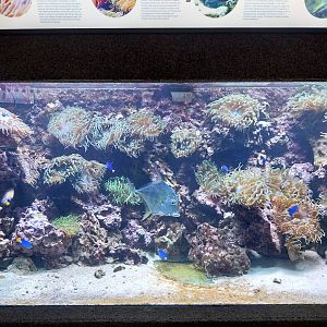 Exposition 6. Coral Reefs - Indian Threadfish (Alectis indica)