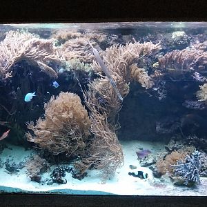 Exposition 6. Coral Reefs - Blue gudgeon (Ptereleotris microlepis)