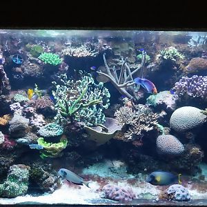 Exposition 6. Coral Reefs - Dartfish and Surgeonfish