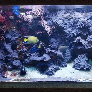 Exposition 6. Coral Reefs - Surgeonfish, Angelfish and Butterflyfish