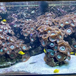 Exposition 6. Coral Reefs - Wrasse and Coris
