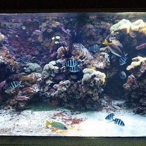 Exposition 6. Coral Reefs - Yellow Tang