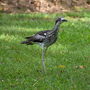 Bush Stone-Curlew