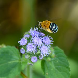 Blue-banded Bee