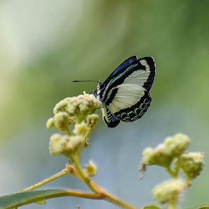 Small Green-banded Blue