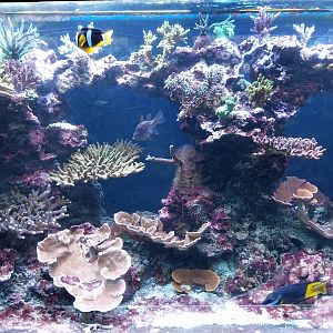 Exposition 6. Coral Reefs - Rabbitfish