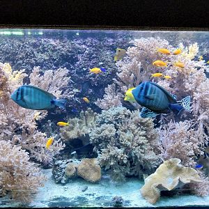 Exposition 6. Coral Reefs - Soft Corals & Friends