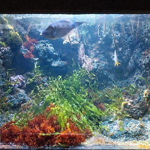 Exposition 6. Coral Reefs - Pipefish and Razorfish - Fish identity?
