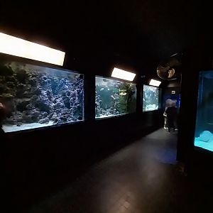 Exposition 5. Aquatic Animals of the World