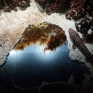 Exposition 5. Aquatic Animals of the World - Australian Marbled Catshark (Atelomycterus macleayi)