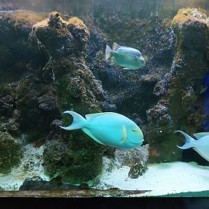 Exposition 5. Aquatic Animals of the World - Pale Surgeonfish (Acanthurus mata)