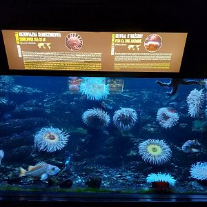 Exposition 5. Aquatic Animals of the World - Fis identity?