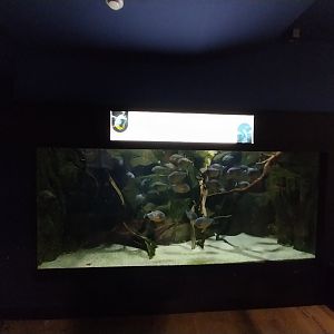 Exposition 7. Amazone - Red-bellied Piranha (Pygocentrus nattereri)