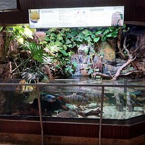 Exposition 7. Amazone - Flooded forest