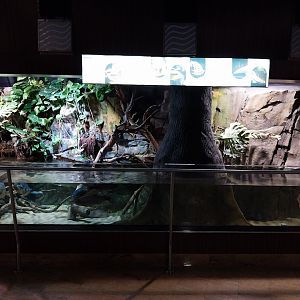 Exposition 7. Amazone - Flooded forest